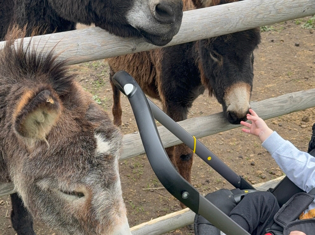 Woodlands Alpaca Farm-沃灵顿必去景点