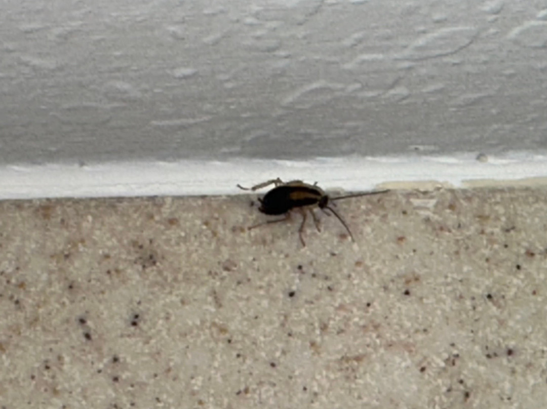 Wingate by Wyndham主图