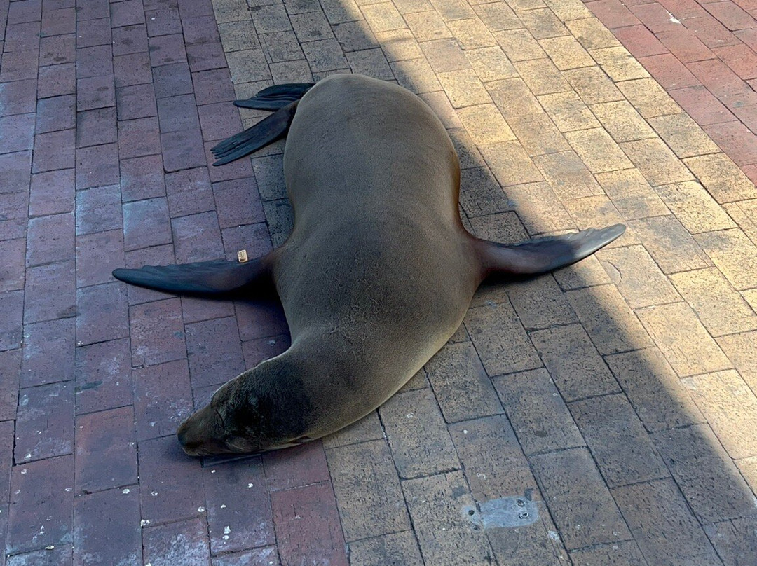 Malecon de Puerto Ayora-阿约拉港必去景点