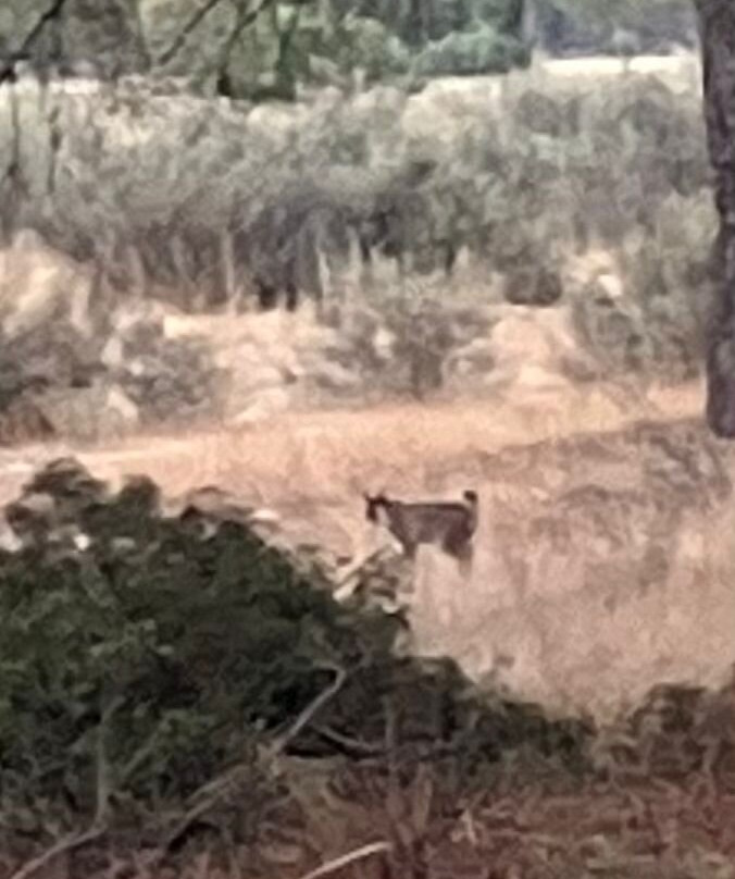 Donana Reservas y Visitas-El Rocio必去景点