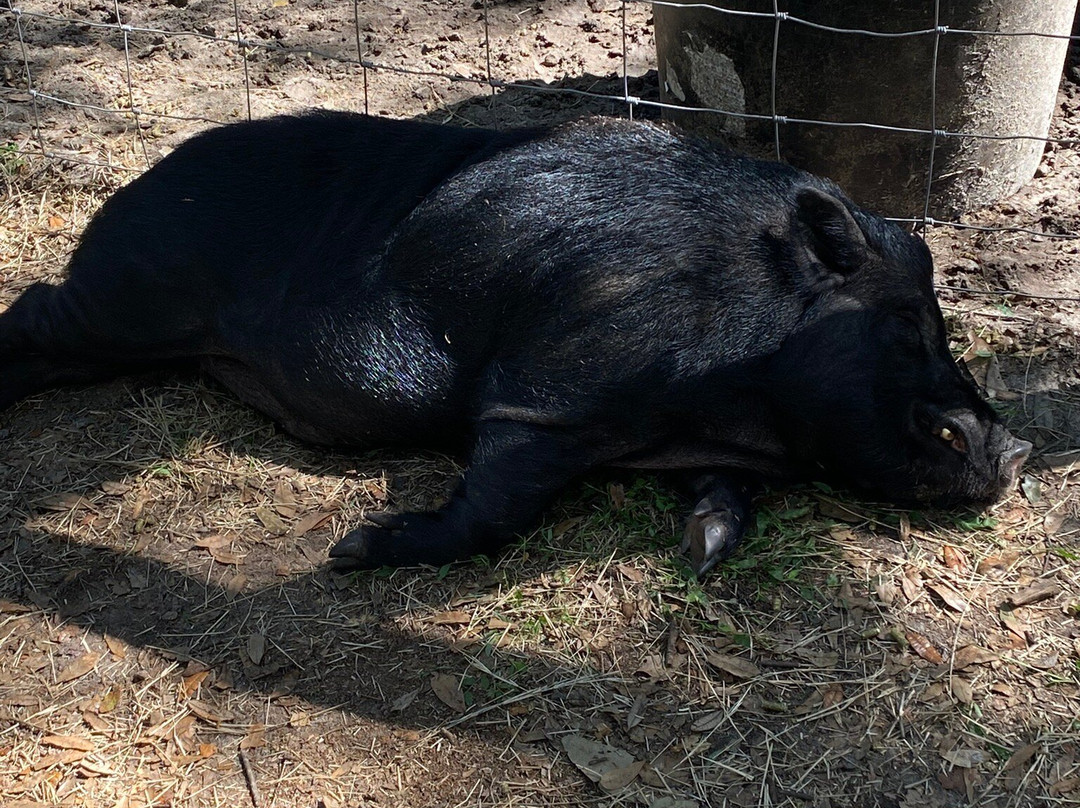 Santa's Christmas Tree Forest-Eustis必去景点