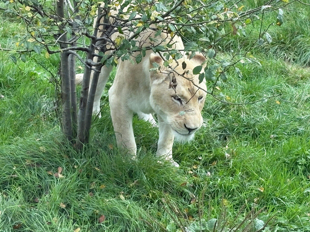 The Big Cat Sanctuary-Smarden必去景点