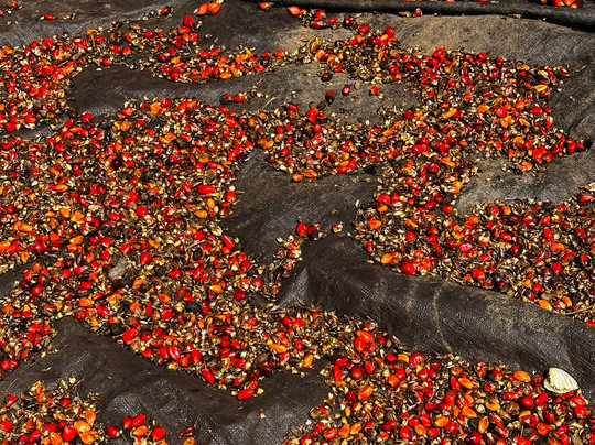 Ecotours Senegal-达喀尔必去景点