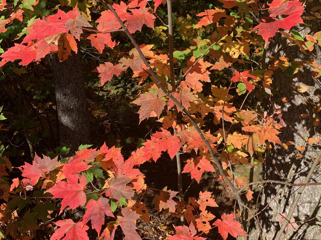 The Wildland Trekking-阿什维尔必去景点