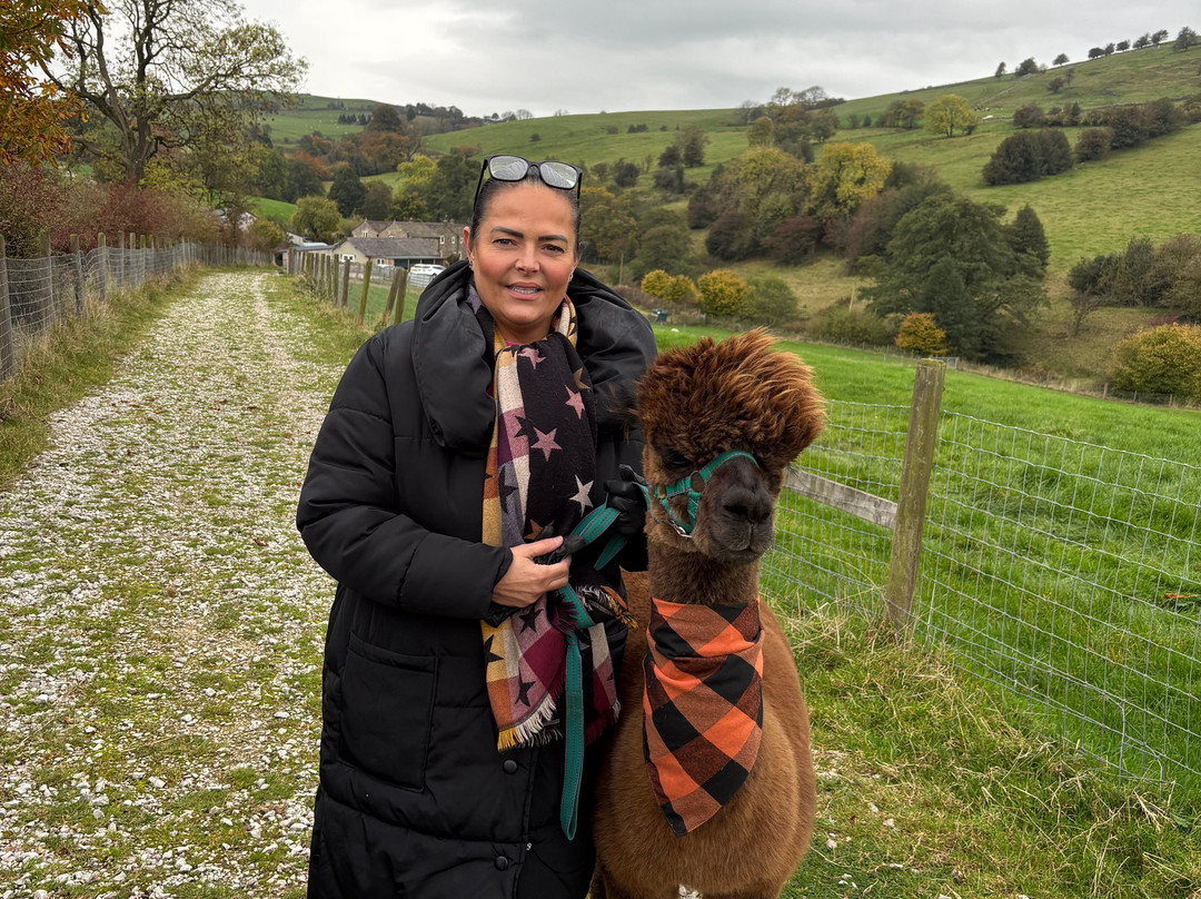 Macclesfield Alpacas-麦克尔斯菲尔德必去景点