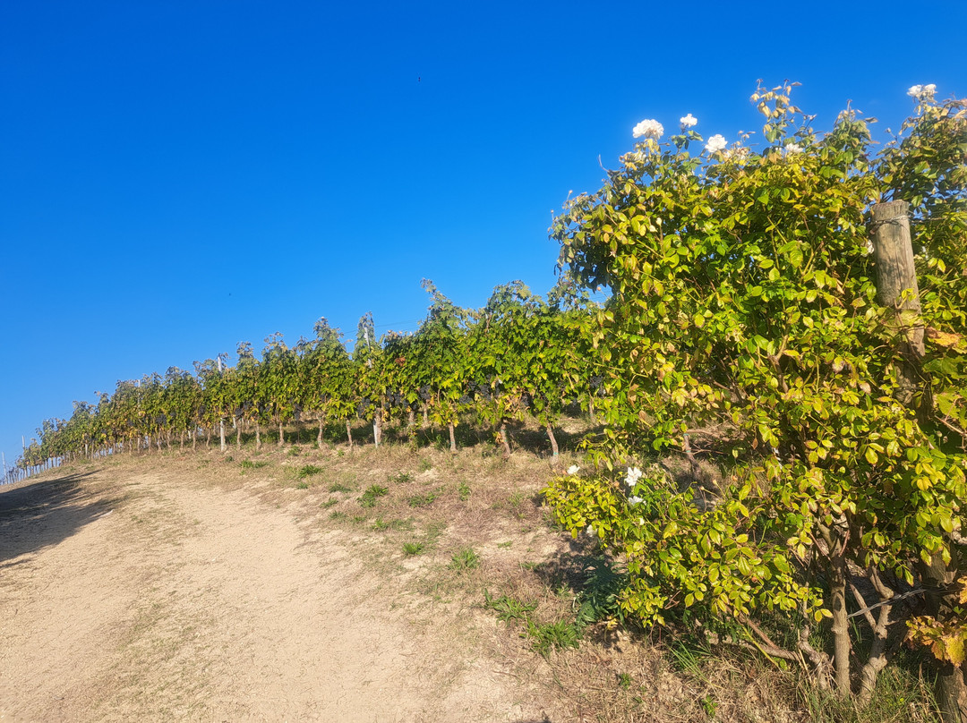 Marco's Way Wine Tours-Ostra必去景点
