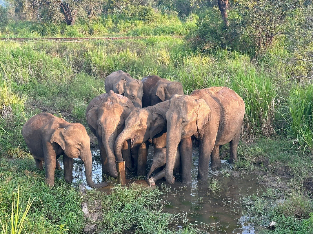 Sri Lankan Safest Driver-Padukka必去景点