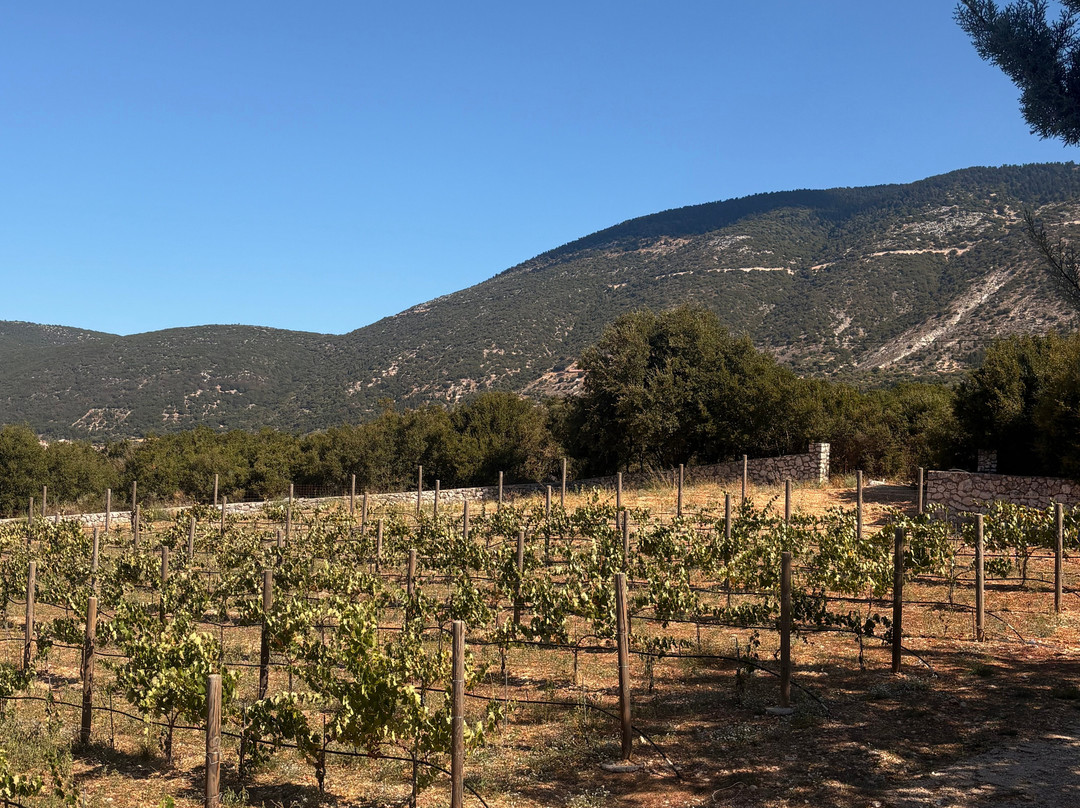 San Lorenzo Village主图