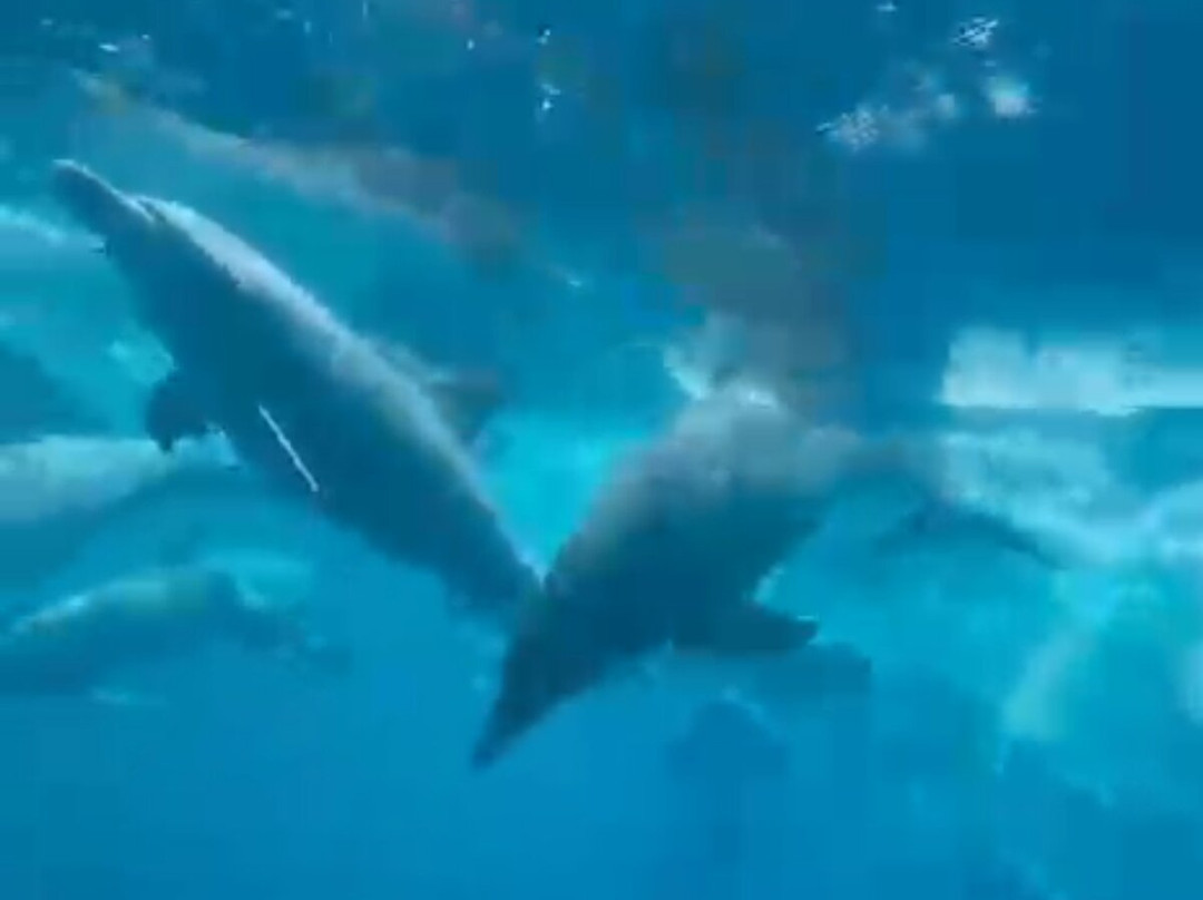 Saad Zanzibar Tour Guide-石头城必去景点