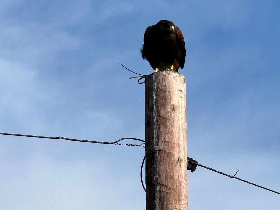 Walks With Hawks-切尔滕纳姆必去景点