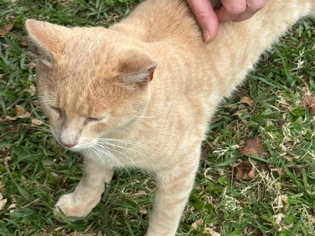 凯伦‧布里森博物馆-内罗毕必去景点