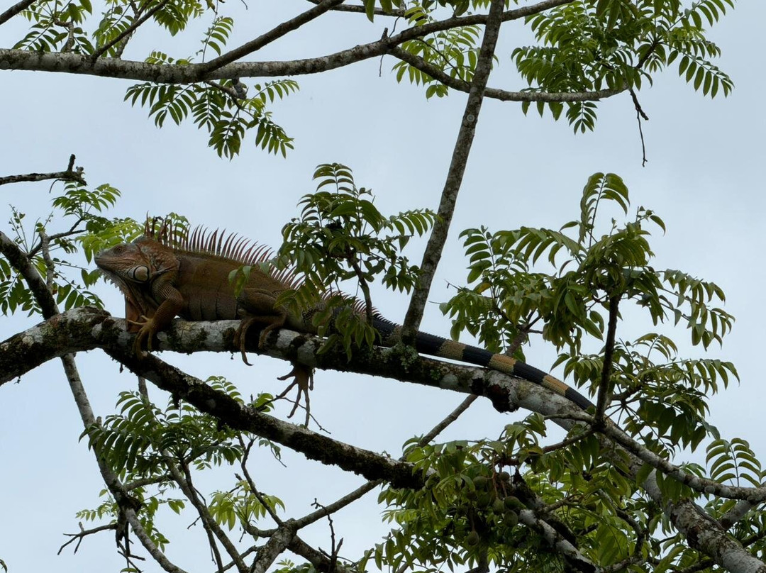 Harpy Eagle Tortuguero