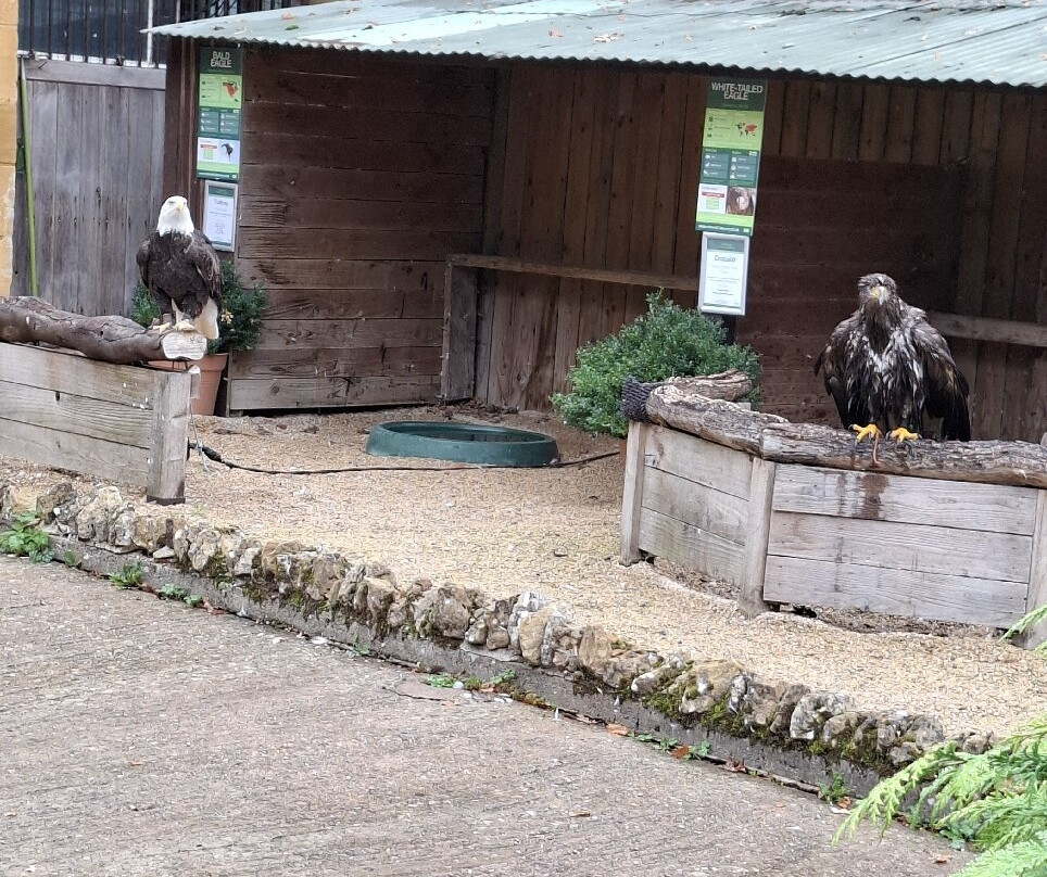 Cotswold Falconry Centre-莫顿因马什必去景点