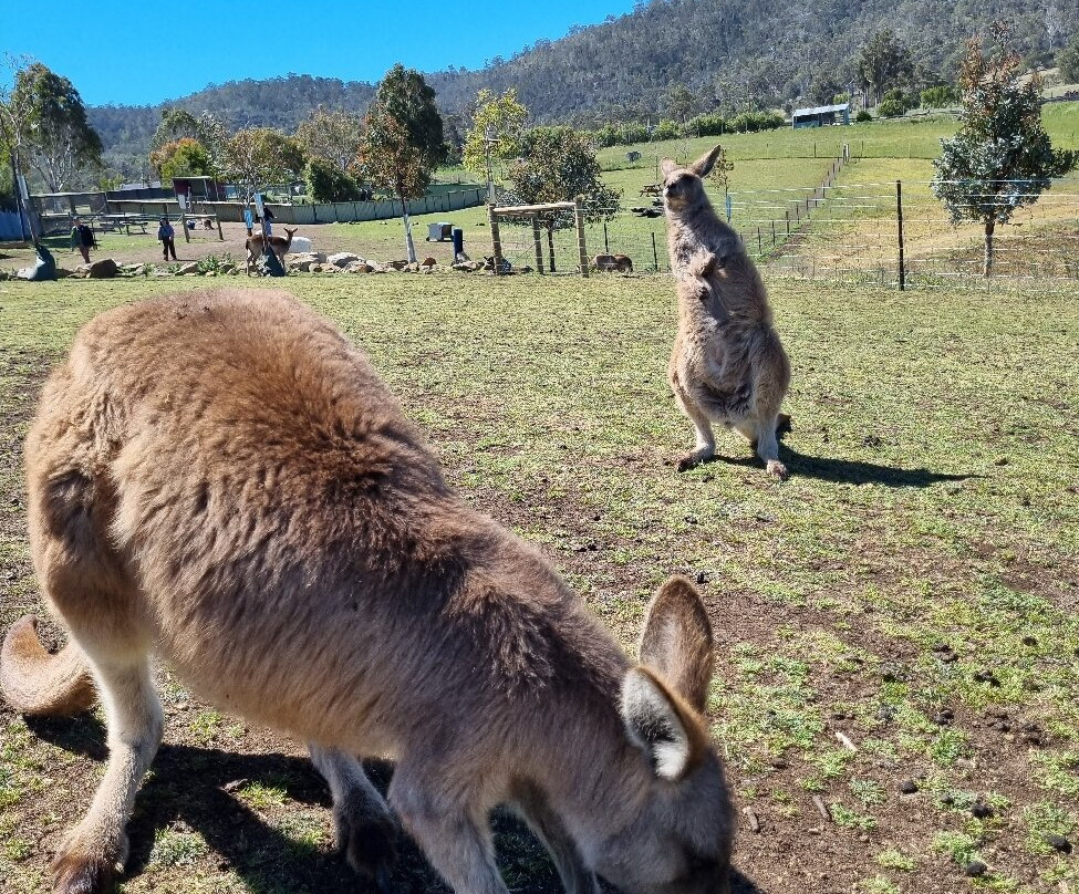 Zoodoo野生动物园-Richmond必去景点