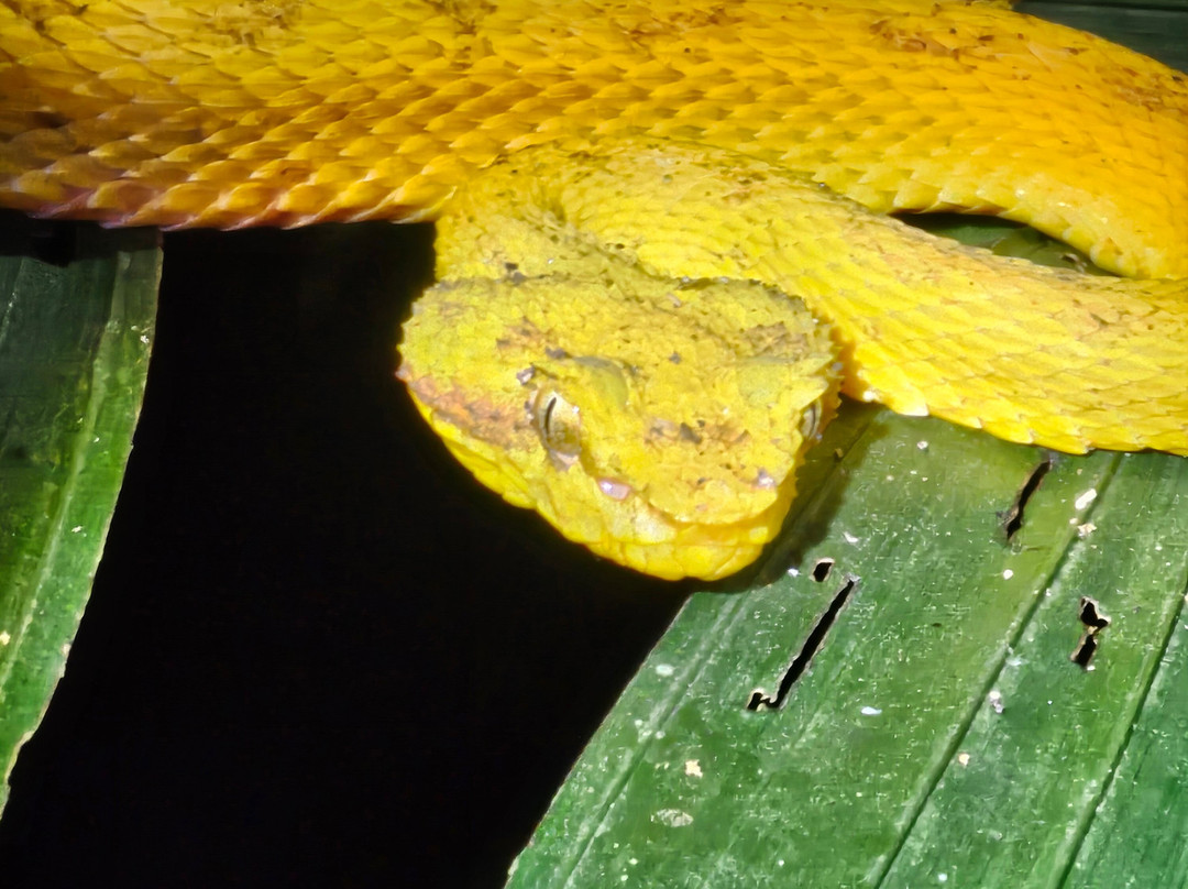 Jungle Night Walk-卡维塔必去景点