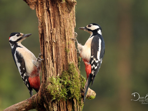 Wildlife Dreams-雾观必去景点