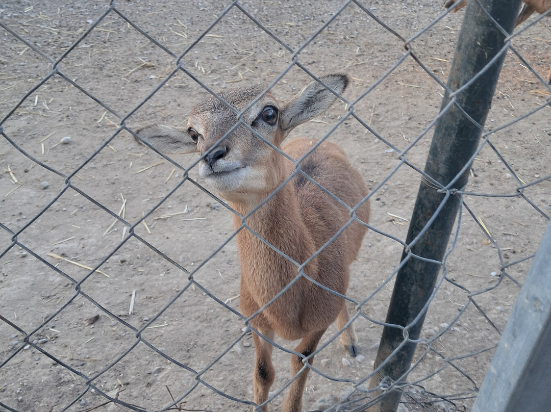 Farma of Rhodes Petting Zoo-罗德斯必去景点
