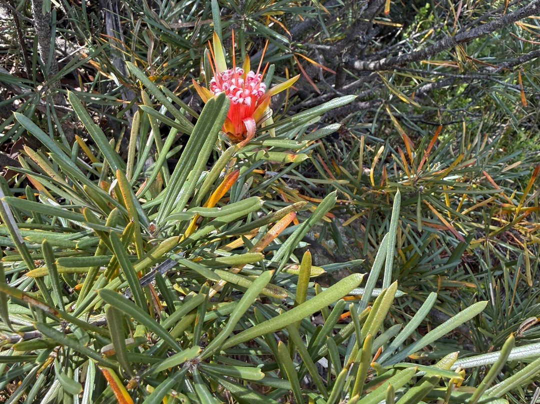 Blue Mountains Eco Tours-卡通巴必去景点