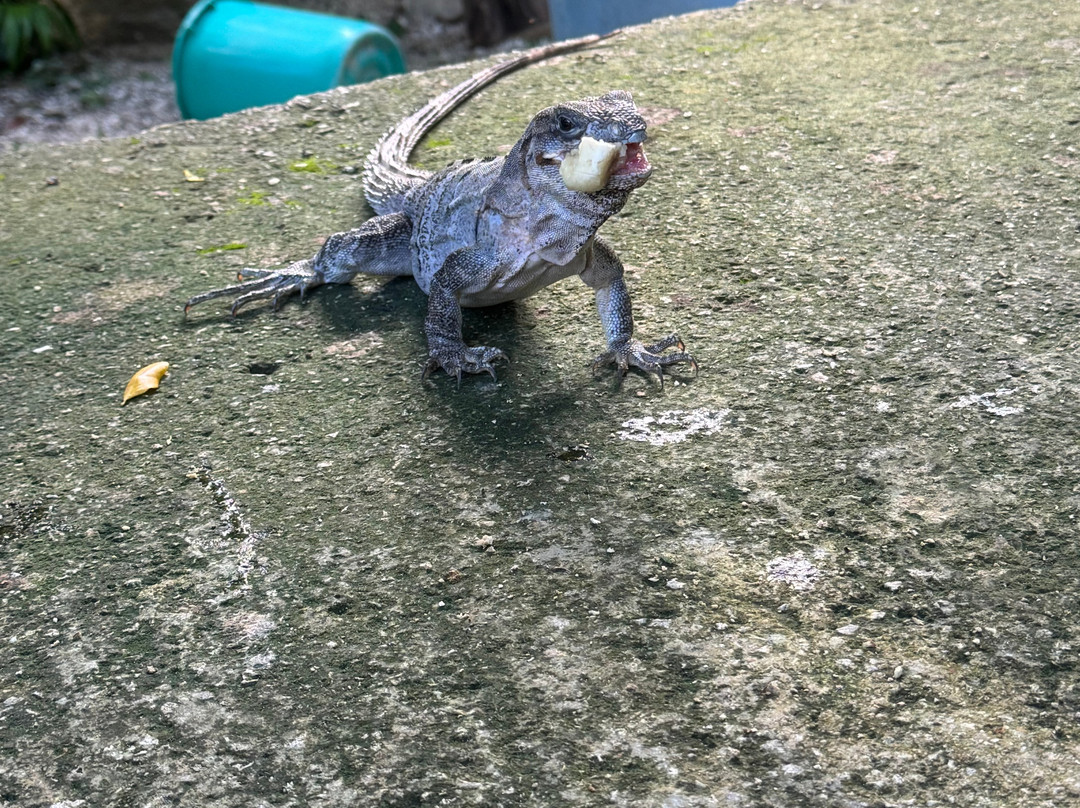 Serena Yogandive-普拉亚德尔卡曼必去景点