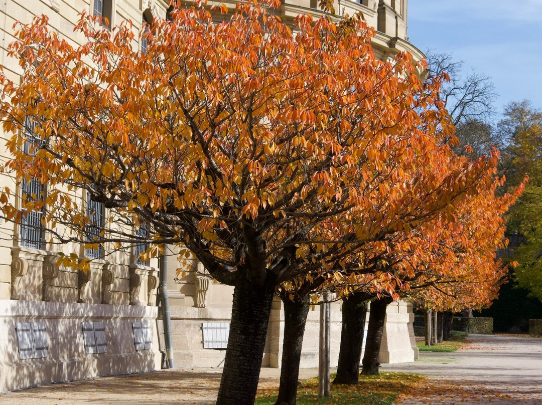 Der Hofgarten-维尔茨堡必去景点