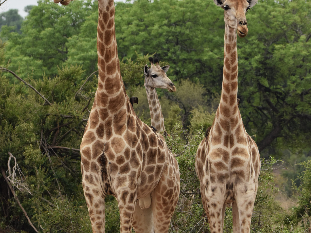Dél-afrika-mozambik-尼斯普鲁特必去景点