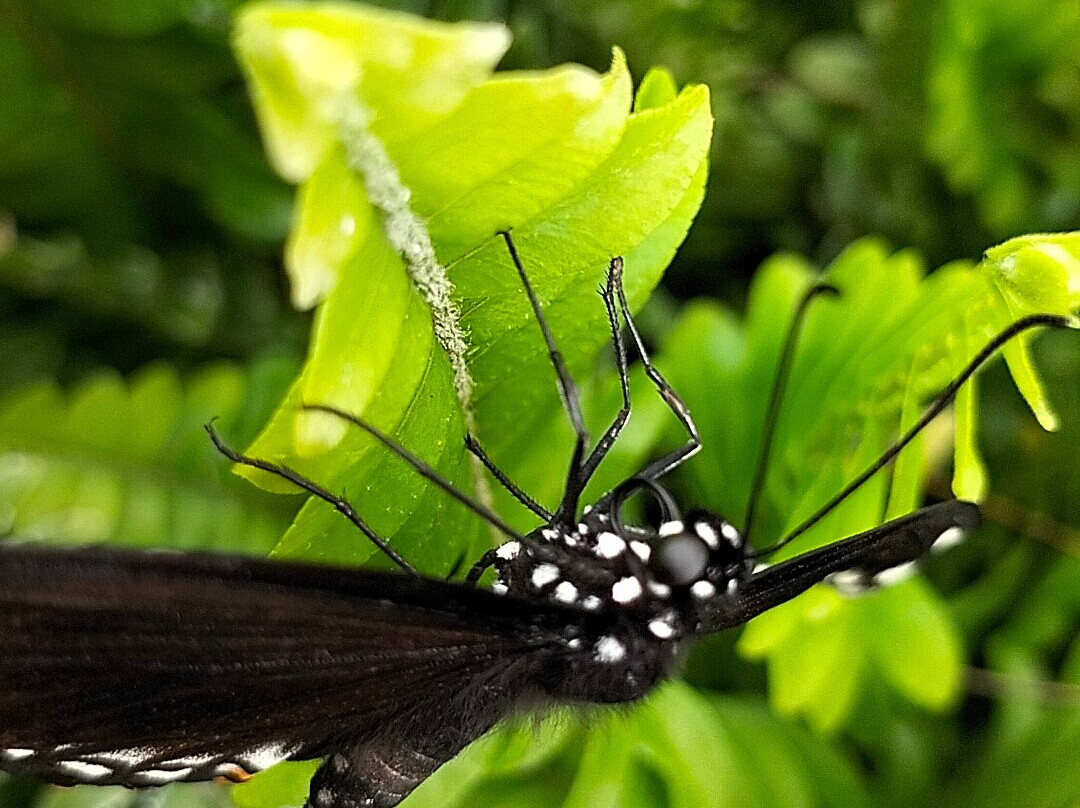 Casa delle Farfalle-Viagrande必去景点