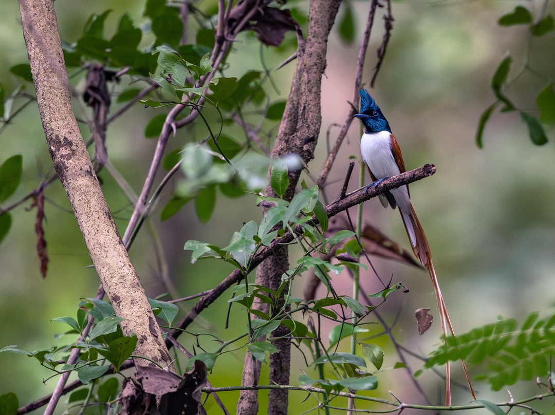 Jungle Buddies Tours-孟买必去景点