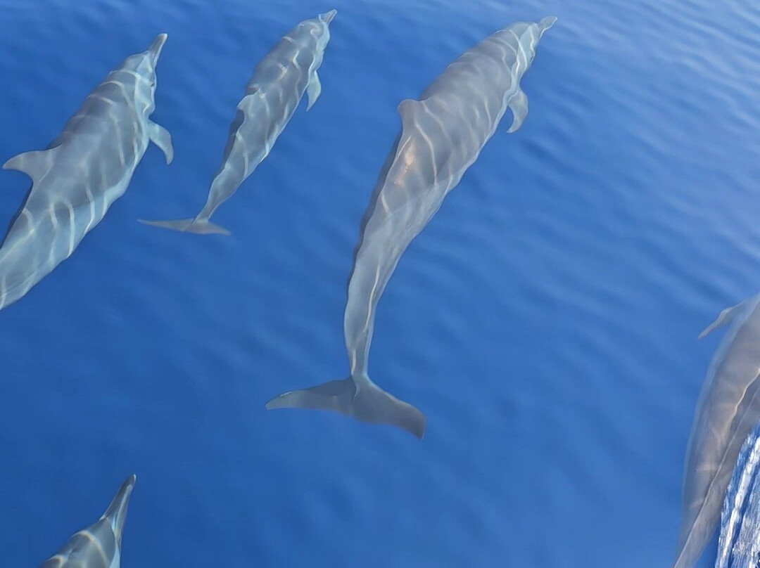 Dolphin Diver-Yanbu必去景点