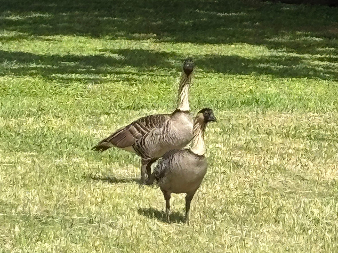津劳也亚自然生物保护区-基拉韦厄必去景点
