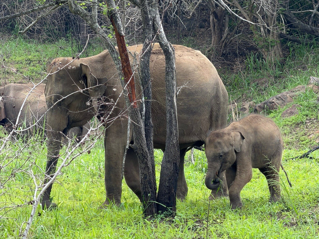 Wild Elephant Safari & Adventures-哈巴拉娜必去景点