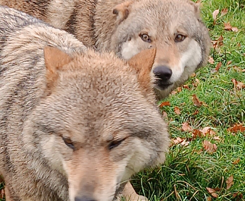 Rendez-vous en Terre Animale-Sury-aux-Bois必去景点