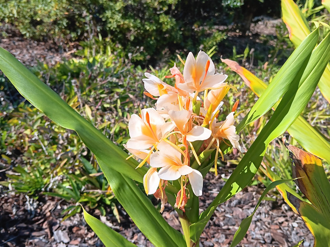 Sandhills Horticultural Gardens-派恩赫斯特必去景点