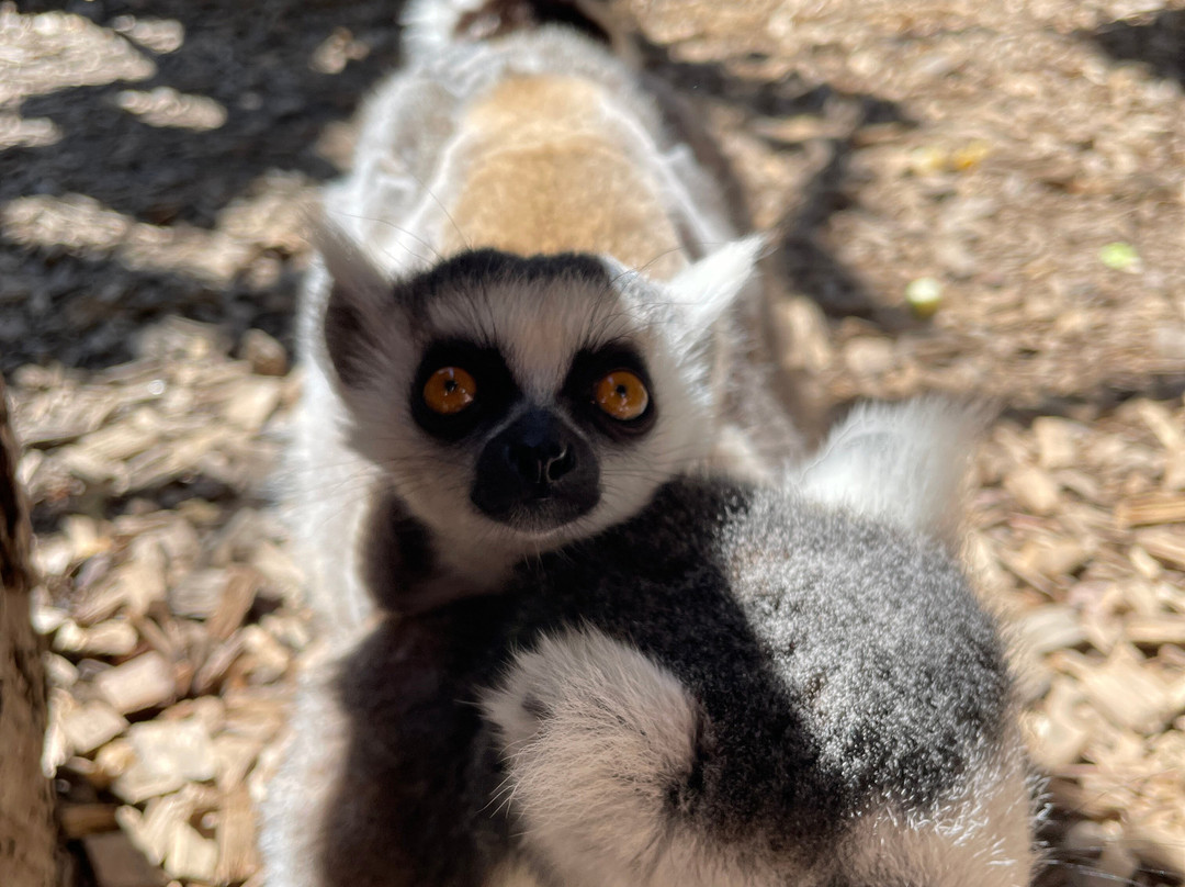 Bioparc Genève Pierre Challandes-Bellevue必去景点