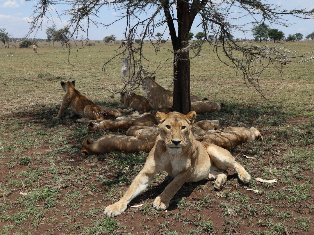 RA Safaris-阿鲁沙必去景点
