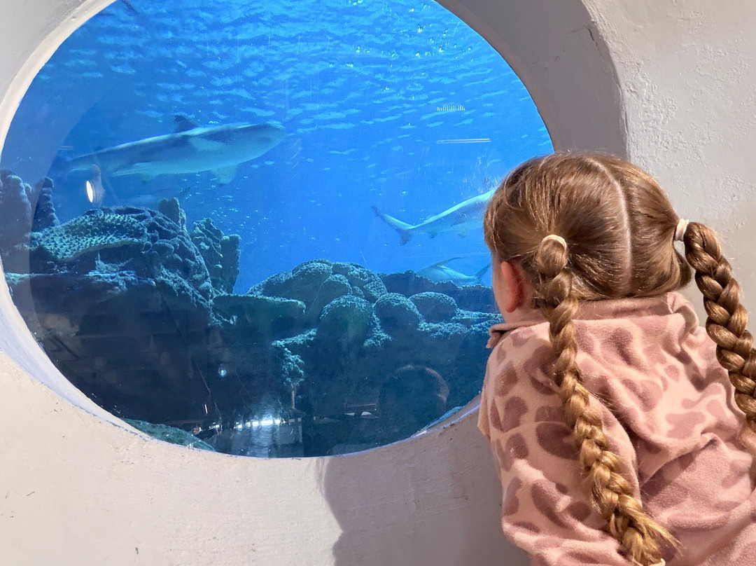 Blue Planet Aquarium-埃尔斯米尔港必去景点