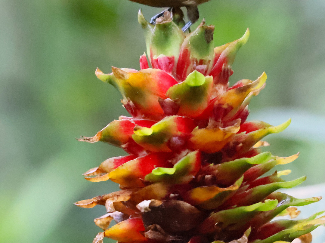 La Palapa Eco Lodge Resort主图