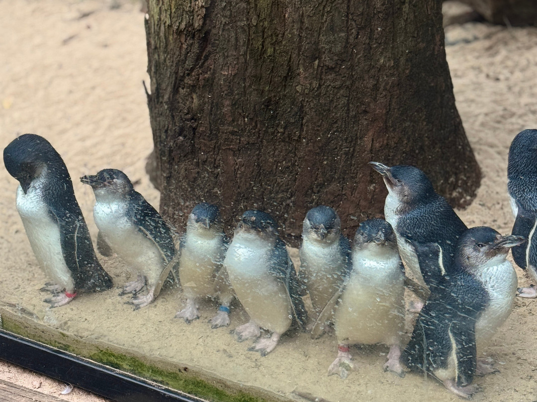 Blue Mountains Tours-格兰布鲁克必去景点