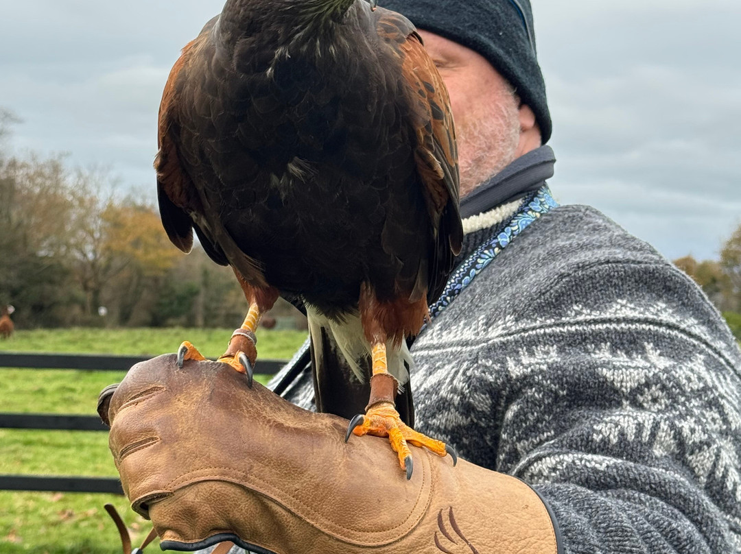 Falconry Kerry-基拉尼必去景点