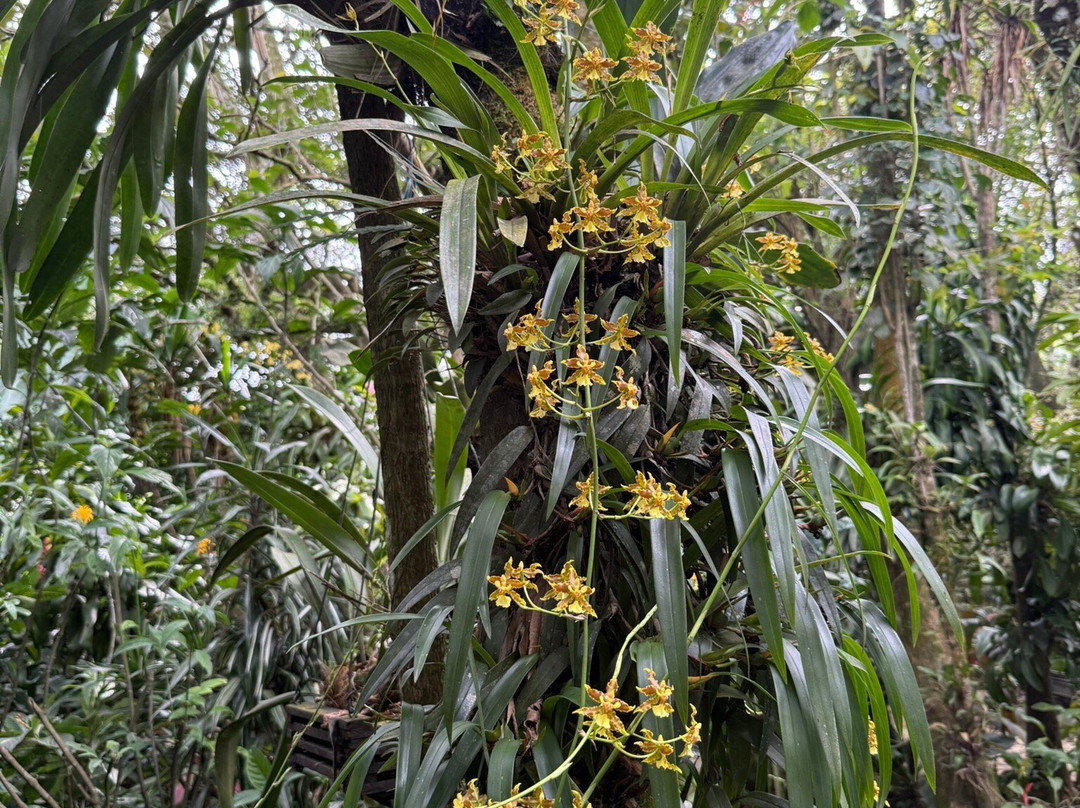 Monteverde Orchid Garden-圣埃伦娜必去景点
