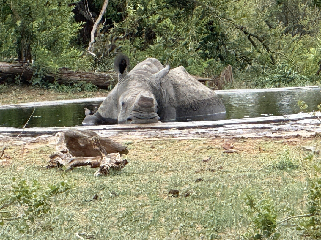 Wild Photo Africa Safaris-尼斯普鲁特必去景点