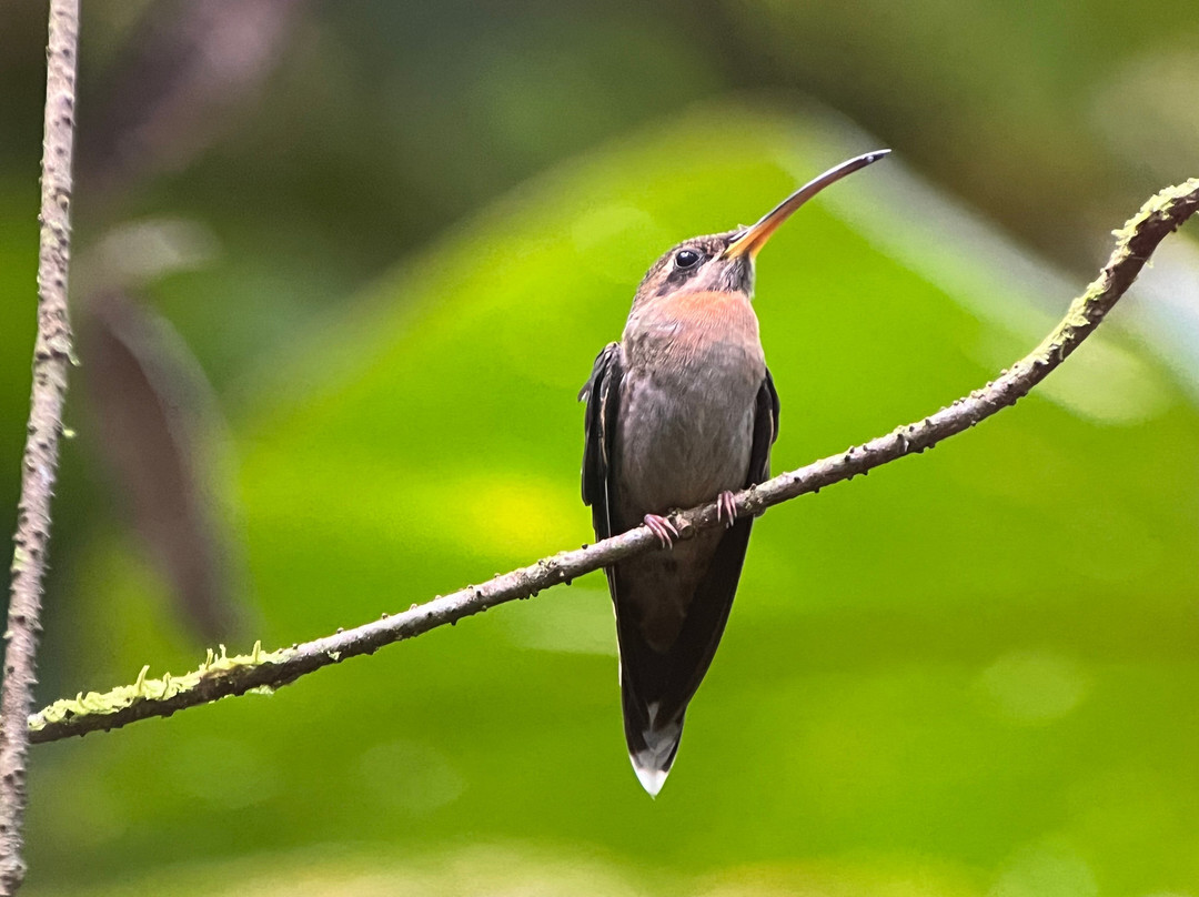 Johan Chaves - Nature and birding Tours-哥斯达黎加安东尼奥国家公园必去景点