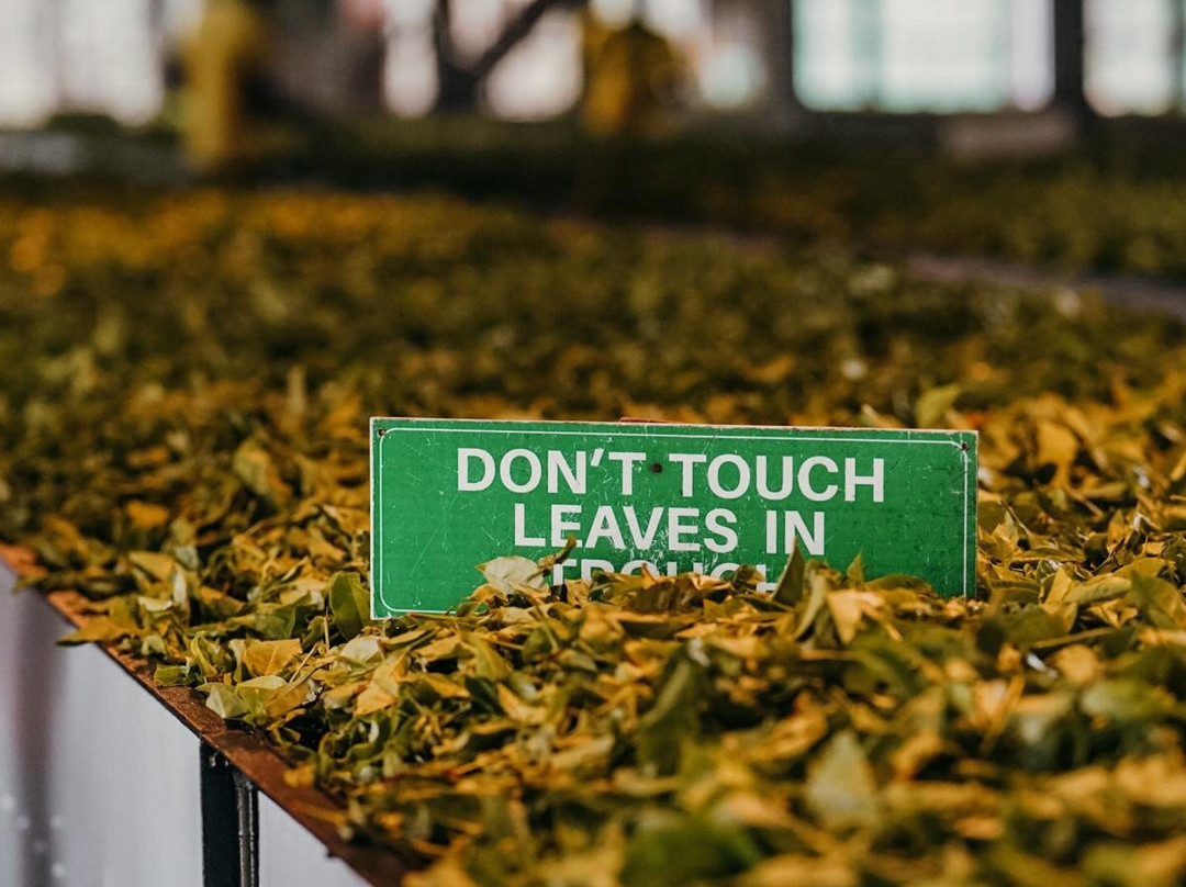 D.S Tours Day Tours-尼甘布必去景点