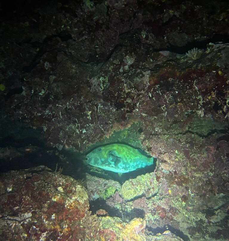 Big Blue Scuba Diving-维拉港必去景点