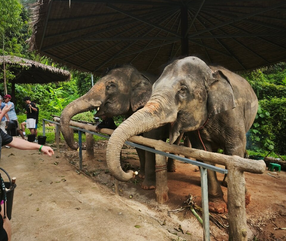 Phuket Elephant Care-奈通必去景点