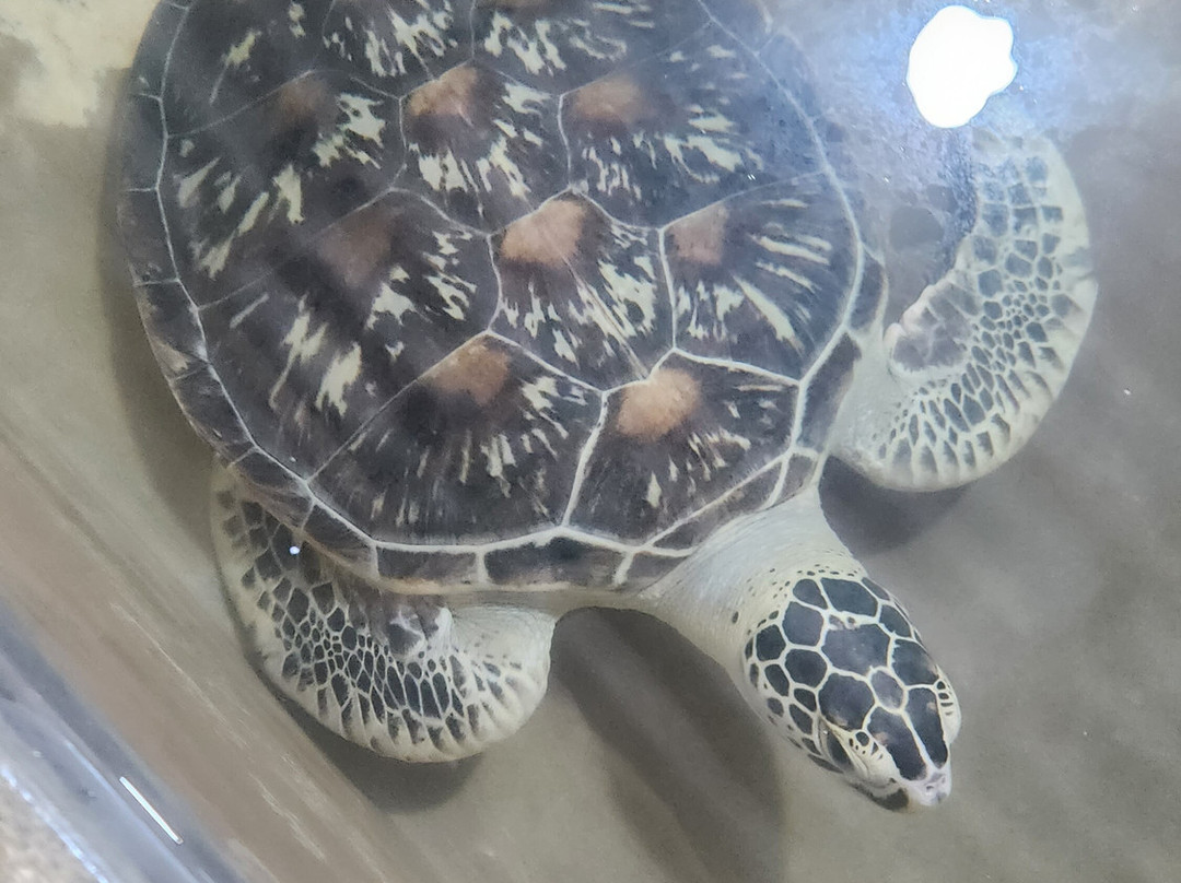 Ceylon Escapes-科伦坡必去景点