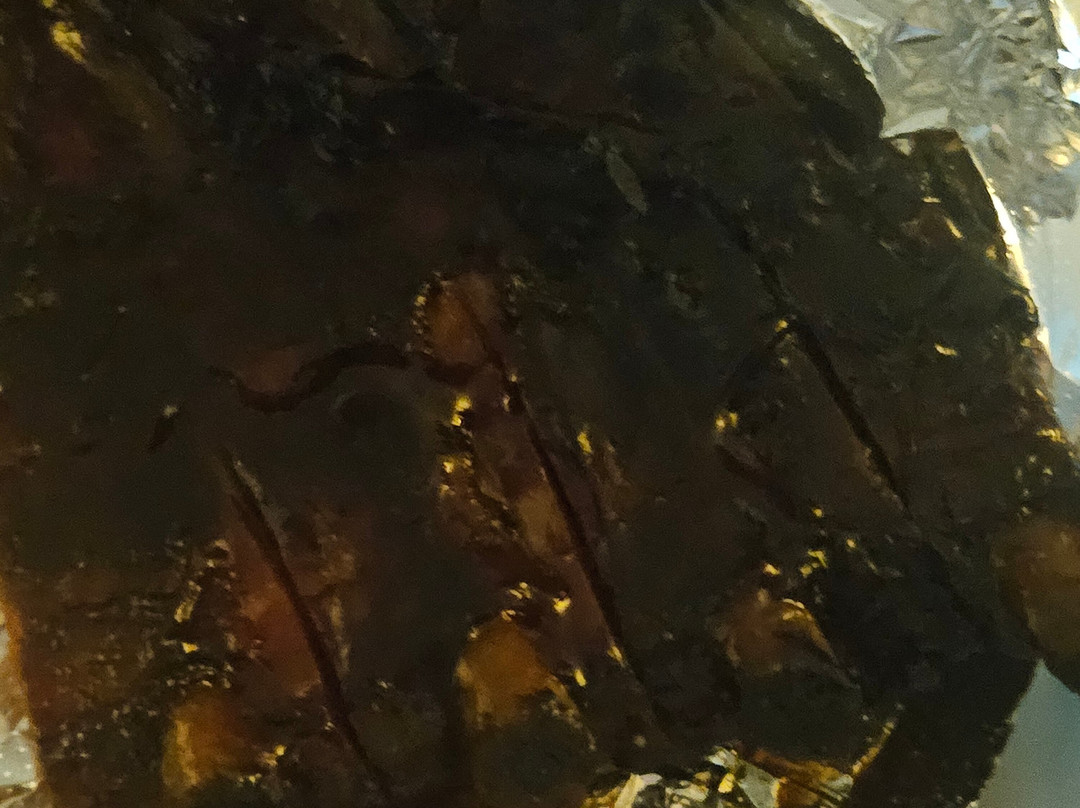 Texas Rose Steakhouse