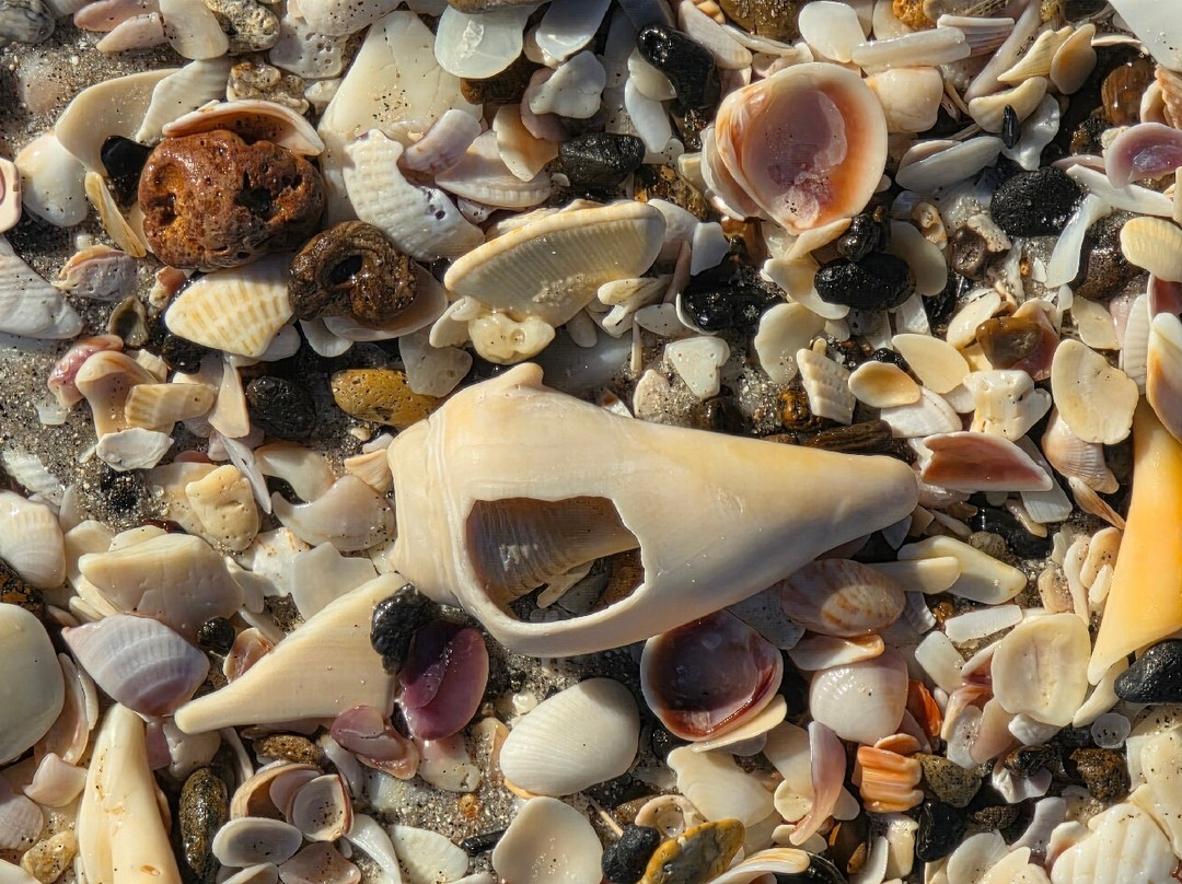 Manasota Key Beach-恩格尔伍德必去景点