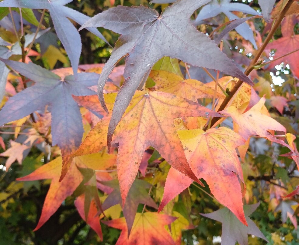 Parco Papa Giovanni Paolo Ii-塞雷尼奥必去景点