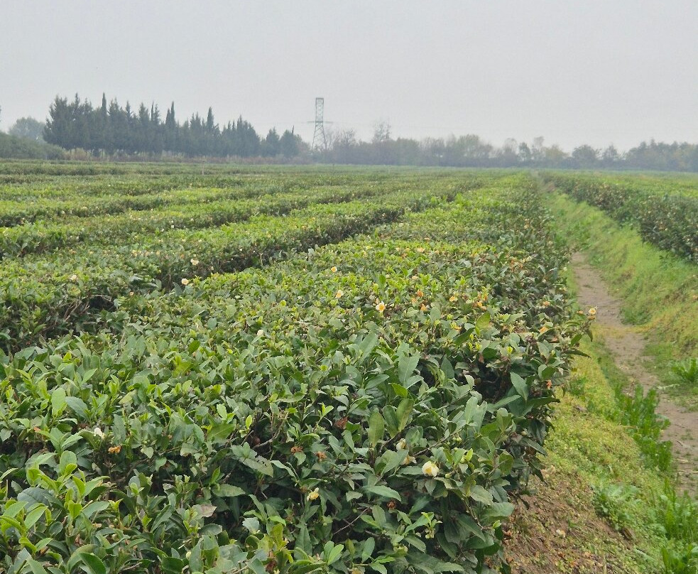 Nilado Green tea plantation-连科兰必去景点