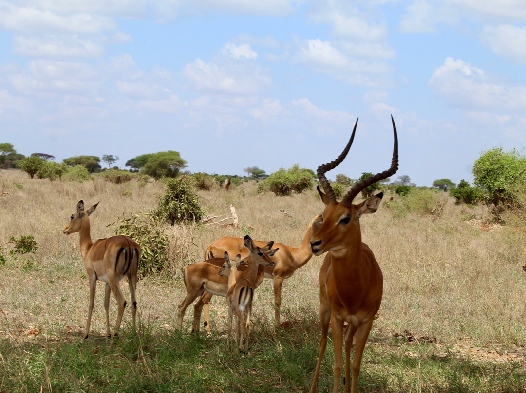 Watamu Diego Safari Day Tours-瓦塔木必去景点